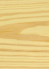 イエローパイン