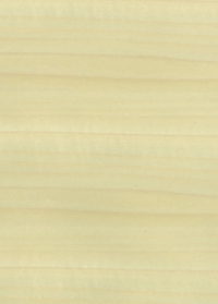 イエローポプラ