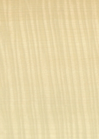 ホワイトシカモア